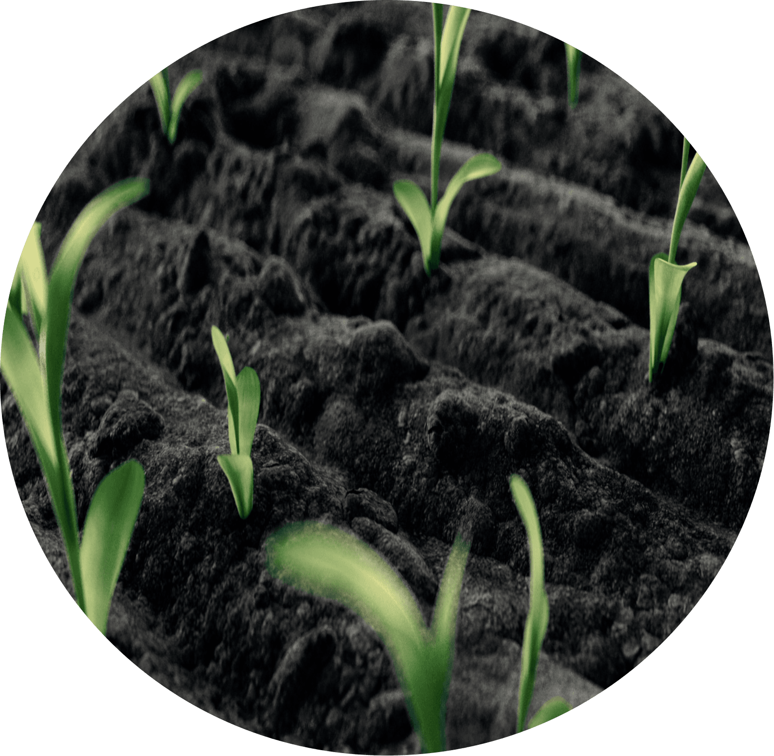 黑钙土中的幼苗