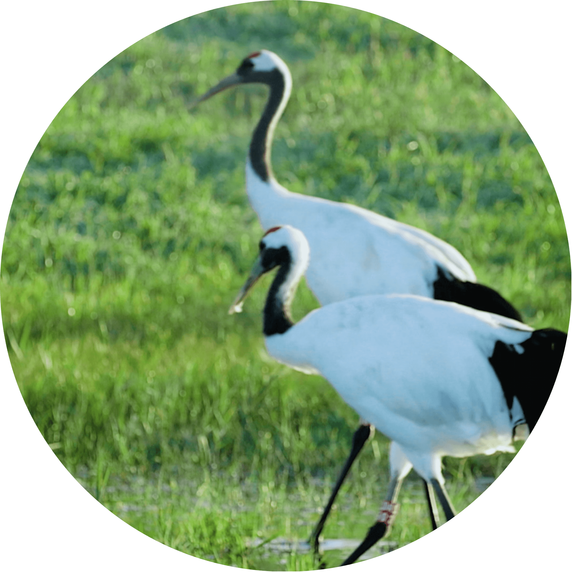 优美而纯净的自然环境